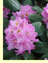Рододендрон даурский (Rhododendron dahuricum) Рододендрон даурский (Rhododendron dahuricum)